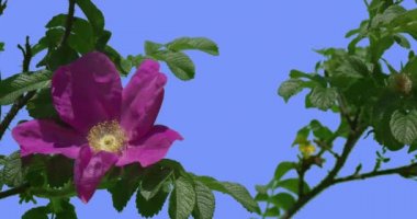 Mor Çiçek Mavi Ekran Yeşil Oval Yaprakları Bush Üzerinde Blooming Gül Bush Fluttering Yaprakları Rüzgar Yaprakları ve Yaprakları Bahar Yaz Günü Sallanan olduğunu