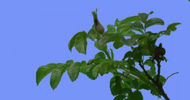 Bir Gül Bush Yeşil Oval Yaprakları Bush Bud ile Şube Rüzgar Yaprakları ve Yaprakları Breeze İlkbahar Yaz Günü fluttering vardır Sallanan