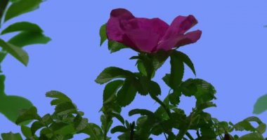 Blooming Gül Bush Yeşil Oval Yaprakları Nekte Çiçeği Bush Rüzgar Yaprakları ve Yaprakları De Sallanan Breeze İlkbahar Yaz Günü Fluttering mı