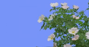 White Flowers on Blooming Rose Bush Green Oval Leaves Bush is Swaying at the Wind Leaves and Petals Are Fluttering at the Breeze Spring Summer Day