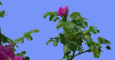 Blooming Gül Bush Yeşil Oval Yaprakları Bush Soluk Menekşe Çiçeği Rüzgar Yaprakları ve Yaprakları De Sallanan Breeze Bahar Yaz Günü Fluttering mı