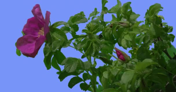 Fleurs violettes bourgeons sur branche d'une rose Bush feuilles ovales vertes Bush se balance au vent feuilles pétales flottent à la brise printemps été jour — Video