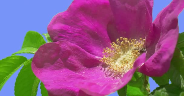 Bee-én a Violet Flower Stamens szirmok Rose Bush zöld ovális levelek Bush imbolyogva a szél levelek és szirmok is csapkodott tavaszi nyári nap — Stock videók