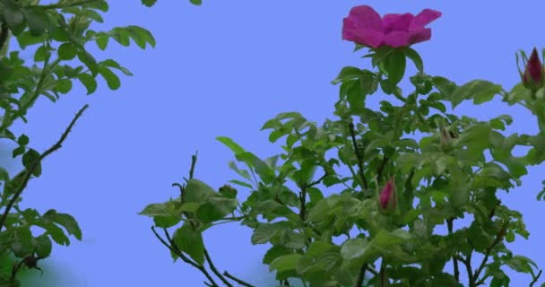 Violet bloemen toppen van weinig rozenstruiken groene ovale bladeren Bush is wuivende op de wind bladeren en bloemblaadjes zijn fladderen op de bries lente zomerdag — Stockvideo