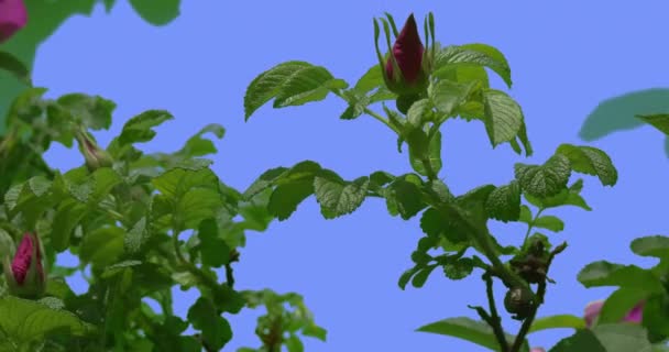 Violet Rose toppen groene Sepals Rose Bush groene ovale bladeren Bush is wuivende op de wind bladeren en bloemblaadjes zijn fladderen op de bries voorjaar zomerdag — Stockvideo