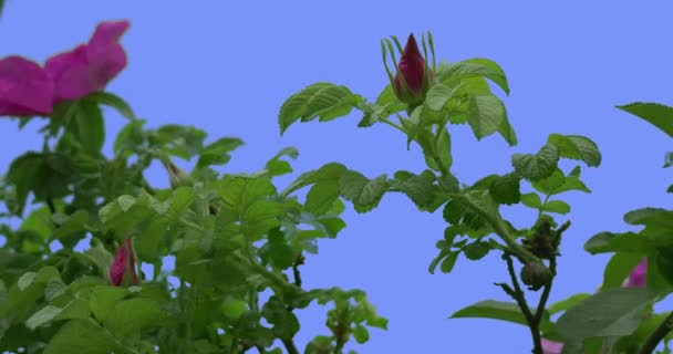 Violette Rosenknospen Blüten eines Rosenstrauches grüne ovale Blätter Busch schwankt im Wind Blätter und Blütenblätter flattern bei der Brise Frühlingssommertag — Stockvideo