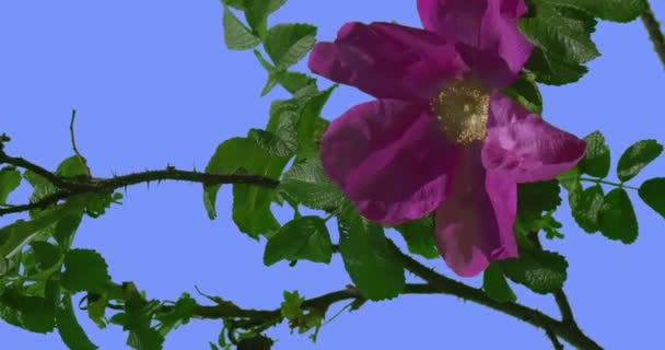 Violet Faded Flower Thorns of Blooming Rose Bush Green Oval Leaves Bush is Swaying at the Wind Leaves Petals Are Fluttering at the Breeze Spring Summer Day — Stock Video