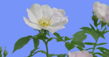 Çiçeklenme Beyaz Çiçek Gül Bush Sarı Stamens Çiçekler Yeşil Oval Yaprakları Bush Ortasında Rüzgar Bahar Yaz Günü Sallanan olduğunu