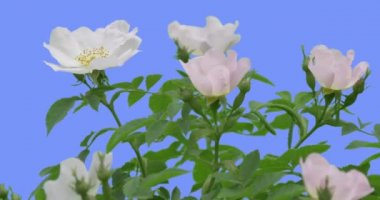 White Flower of Blooming Rose Bush Green Oval Leaves Top of the Bush is Swaying at the Wind Petals Are Fluttering at the Breeze Spring Summer Day