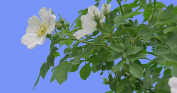 Fleurs blanches bourgeons de rose en fleurs Bush vert feuilles ovales Bush se balance au vent Les feuilles et les pétales flottent à la brise Printemps Jour d'été — Video