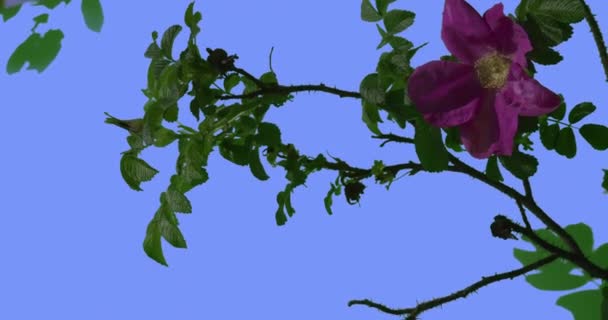 Flores violetas y brotes de flor Rose Bush hojas ovaladas verdes Bush se balancea en las hojas de viento y pétalos revoloteando en la brisa Primavera Verano — Vídeo de stock