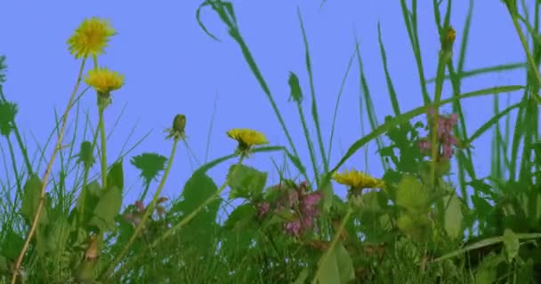 Denti di leone tra campo erba fiori selvatici su schermo blu Sunny Summer Day Lame di erba verde sono ondeggianti al vento Taraxacum piante perenni radicate nel rubinetto — Video Stock