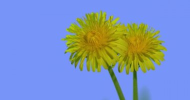 Mavi Ekran Güneşli Yaz Günü Yeşil Çim Bıçaklar İki Tuna Parlak Sarı Çiçekler Alan Çim Wild Flowers Rüzgar Taraxacum de Sallanan mı