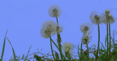 Blowballs Karahindiba Rüzgar Blows Away Tohumalan Çim Capsella Wild Flowers Mavi Ekran Güneşli Yaz Günü Yeşil Çim Bıçaklar Rüzgar sallanan mı