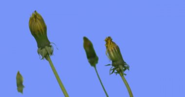 Mavi Ekran Güneşli Yaz Günü Yeşil Çim Bıçaklar Bir Stalks Field Grass Wild Flowers dört Karahindiba Tomurcukları Rüzgar Taraxacum de Sallanan mı