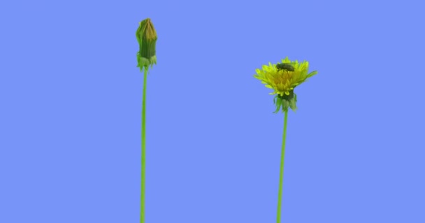 Dos dientes de león amarillo Abeja en un campo de flores Hierba Flores silvestres en pantalla azul Soleado día de verano Hojas de hierba verde se balancean en el Taraxacum viento — Vídeos de Stock