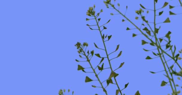 Capsella λευκά λουλούδια αγριολούλουδα μικρά φύλλα σε μπλε οθόνη Μπιενάλε ποώδη φυτά ηλιόλουστη καλοκαιρινή μέρα πράσινο γρασίδι του μίσχοι ταλαντεύονται κατά τον άνεμο — Αρχείο Βίντεο