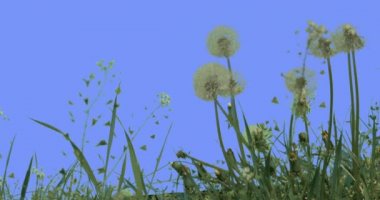 Blowballs Dandelions alan çim Capsella kır çiçekleri güneşli yaz günü yeşil çim bıçaklar Rüzgar karahindiba otlar sallanan mavi ekranda