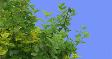 Yeşil ve sarı yaprak döken ağaçlar ve çalılar genç şube büyüyor taze yaprakları mavi rüzgar tesisinde Durian Dragon ekran rüzgarlı bir gün bahar güneşli