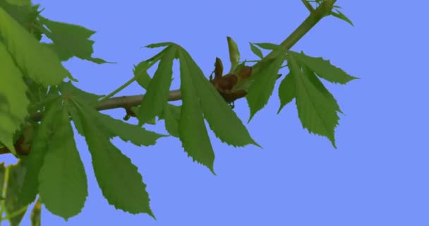 Kastanienbaum Zweig große Blätter castanea grüne frische Blätter flattern an der Windkraftanlage auf blauem Bildschirm windigen Tag Laubbäume Sträucher Frühling — Stockvideo