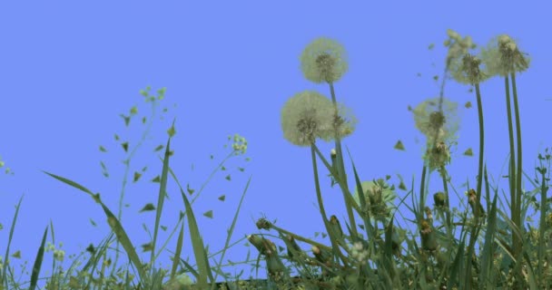 Blowballs Dandelions Field Grass Capsella Wild Flowers on Blue Screen Sunny Summer Day Green Grass Blades Are Swaying at the Wind Taraxacum Herbs — Stock Footage Blowballs Dandelions Field Grass Capsella Wild Flowers on Blue Screen Sunny Summer Day Green Grass Blades Are Swaying at the Wind Taraxacum Herbs Video Clip