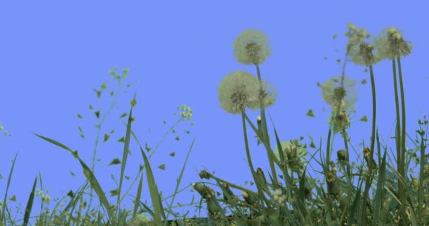 Blowballs Dientes de León Campo Hierba Capella Flores Silvestres en Pantalla Azul Soleado Verano Verde Hierba Hojas se balancean en el viento Taraxacum Hierbas — Vídeo de stock