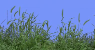 Ears Spikes Weeds Green Grass Leaves Plants Grow Thin Green Young Stalks Are Swaying Fluttering at the Wind Sunny Summer or Spring Day Outdoors Studio