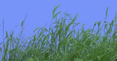 Ears Grass Weeds Green Grass Leaves Plants Grow Thin Green Young Stalks Are Swaying Fluttering at the Wind Sunny Summer or Spring Day Outdoors Studio