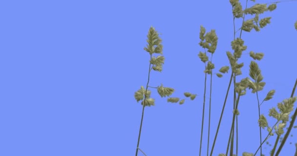 Apera Weeds hierba verde hojas plantas crecen delgadas verdes jóvenes tallos se balancean revoloteando en el viento soleado verano o primavera día al aire libre estudio — Vídeos de Stock