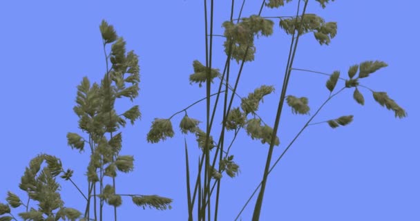 Apera Stalks Weeds Green Grass Leaves Plants Grow Thin Green Young Stalks Are Swaying Fluttering at the Wind Sunny Summer or Spring Day Outdoors Studio — Αρχείο Βίντεο