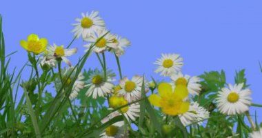 Buttercups ve Chamomiles Alan Çim Wild Flowers Mavi Ekran Güneşli Yaz Günü Yeşil Çim Bıçaklar Beyaz ve Sarı Çiçekler Rüzgar sallanan mısınız