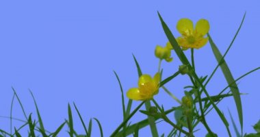 Buttercups Spearworts Sarı Yabani Çiçekler Heads Mavi Ekran Alan Çim Güneşli Yaz Günü Yeşil Çim Bıçaklar Rüzgar sallanan are