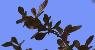 Fluttering Barberry Concorde Branch Purple Shrub Dwarf Globe Shaped Shrub With Deep Purple Velvety Foliage Swaying at the Wind Sunny Summer or Spring Day