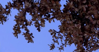 Barberry Concorde Purple Shrub Turned Image Dwarf Globe Shaped Shrub With Deep Purple Velvety Foliage Swaying at the Wind Sunny Summer or Spring Day