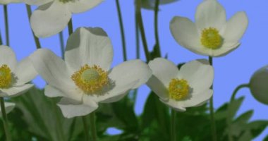 White Water Crowfoots White Wild Flowers on Blue Screen Sunny Summer Day Field Grass Green Leaves and Grass Blades Are Swaying at the Wind Ranunculus