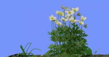 Mavi Ekran Güneşli Yaz Günü Alan Çim Yeşil Yapraklar ve Çim Bıçaklar Bir Çim Wild Flowers Üzerinde Su Crowfoots Rüzgar Ranunculus de Sallanan vardır