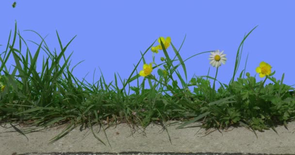 ブルースクリーン晴れた夏の日緑の草のブレード白と黄色の花が揺れている舗装道路フィールド草野生の花に沿ってバターカップチャモマイル — ストック動画