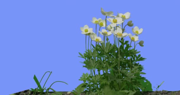 Water Crowfoots op een gazon wilde bloemen op blauw scherm zonnige zomerdag veld gras groene bladeren en gras messen wuivende op de wind Ranunculus — Stockvideo