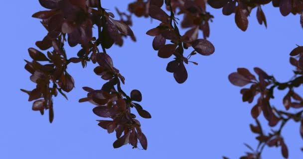 Barberry Concorde Fluttering Leaves Purple Shrub Branch Dwarf Globe Shaped Shrub With Deep Purple Velvety Foliage Swaying at the Wind Sunny Summer Day — стокове відео