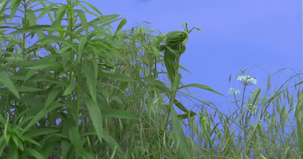 Stengels van veld gras wit Umbelliferae smalle lange bladeren planten op een gazon of bloemrijke op blauw scherm zonnige zomerdag groen gras messen zijn wuivende — Stockvideo