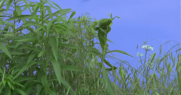 Talos de grama de campo Umbelliferae branco folhas longas estreitas Plantas em um gramado ou floridas na tela azul Dia ensolarado de verão Lâminas de grama verde estão balançando — Vídeo de Stock