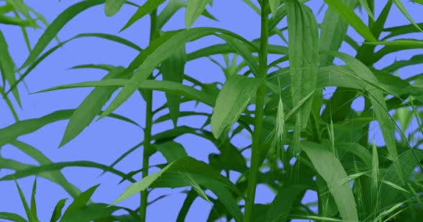 Стебли полевых травяных шипов Узкие длинные листья Растения на лужайке или Цветы на голубом экране Солнечный летний день Зеленые травинки качаются на ветру — стоковое видео