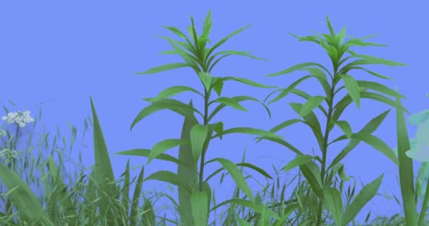 SAP alan çim çim veya üzerinde çiçekli mavi ekran yaz yeşil çim bıçaklar rüzgarda sallanan güneşli bir bitki vahşi küçük çiçekler — Stok video
