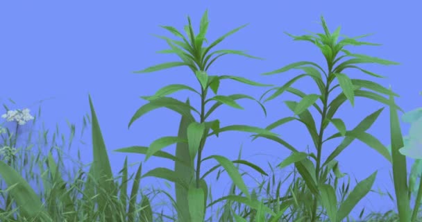 Stalks of Field Grass Wild Small Flowers Plants on a Lawn or Flowered on Blue Screen Sunny Summer Day Green Grass Blades Are Swaying at the Wind — Stock Video