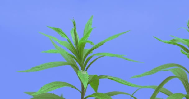 Oben auf Halmen von Feldgras schmalen langen Blättern Pflanzen auf dem Rasen oder geblüht auf blauem Bildschirm sonnigen Sommertag grüne Grashalme wiegen sich im Wind — Stockvideo