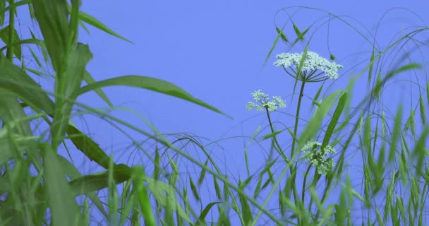 Χλόη τομέων και στενό Umbelliferae μακριά φύλλα φυτών σε ένα γκαζόν ή ανθισμένο σχετικά με μπλε οθόνη ηλιόλουστη καλοκαιρινή μέρα πράσινο γρασίδι λεπίδες ταλαντεύονται κατά τον άνεμο — Αρχείο Βίντεο