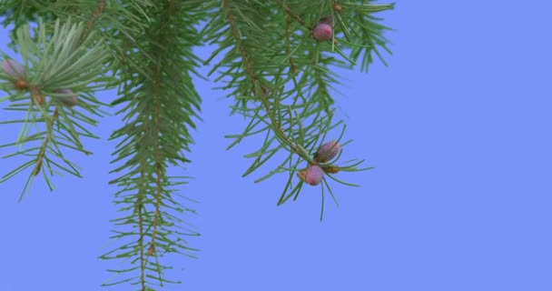 Rama de pino Árbol joven crece verde hojas de aguja Conos pequeños Rama se balancea revoloteando en el viento soleado verano o Primavera de Europa al aire libre Studio — Vídeo de stock