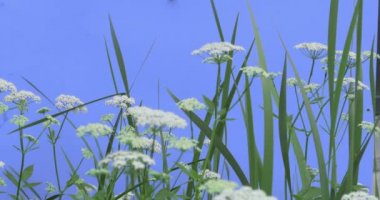 Çoğu maydanozgiller çimenlerin üzerinde mavi ekran yeşil yaprakları ot bitkiler kuru bir sap üzerinde arasında sallanan Rüzgar beyaz Umbelliferae güneşli yaz veya bahar gün