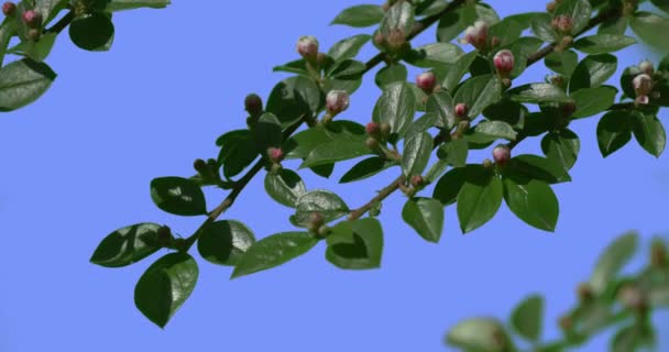 Ramo Arbusto Decorativo Verde Folhas Brilhantes Rosa Flor Buds na Tela Azul Branch está balançando Fluttering no vento ensolarado verão ou primavera dia ao ar livre — Vídeo de Stock