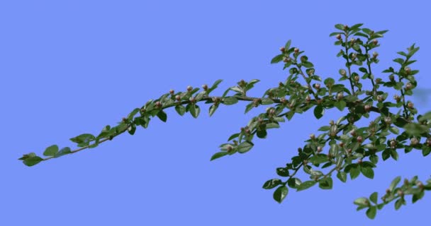 Branch of Decorative Shrub Flower Buds Green Glossy Leaves Branch is Swaying Fluttering at the Wind on Blue Screen Sunny Summer or Spring Day Outdoors — Stock Video